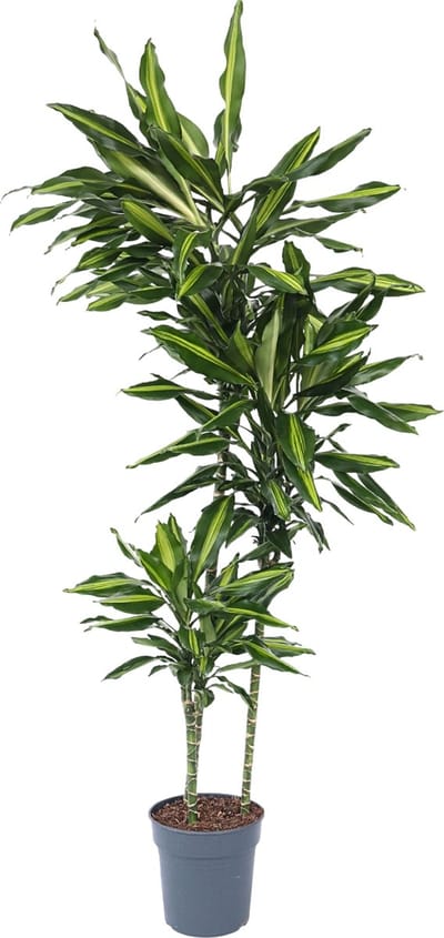 Plant in a Box - Dracaena fragrans Cintho - Drakenboom - Pot 24cm - Hoogte 140-150cm