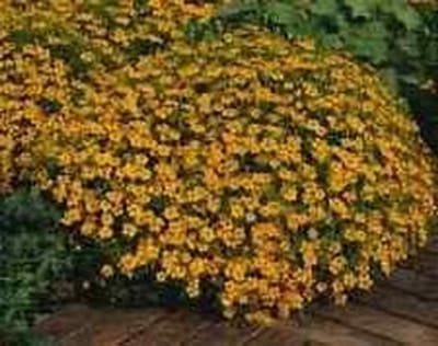 Tagetes Zaden - Goudbloem Zaden - Bloemen Kweken - Makkelijk Groeiend - 200 Stuks - Geel