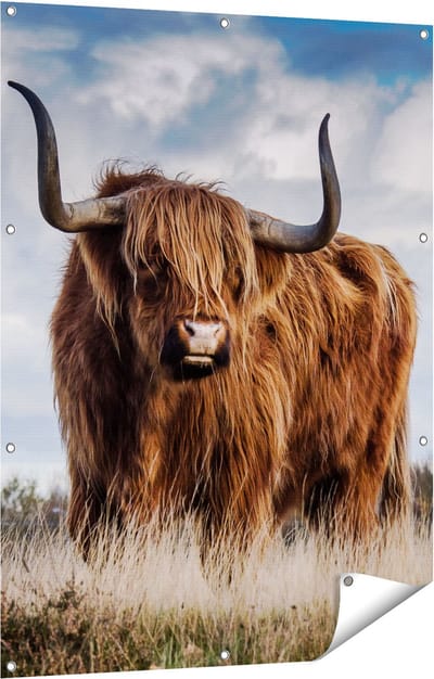 Gards Tuinposter Schotse Hooglander Koe - Kleur - 90x120 cm - Tuindoek - Tuindecoratie - Wanddecoratie buiten - Tuinschilderij