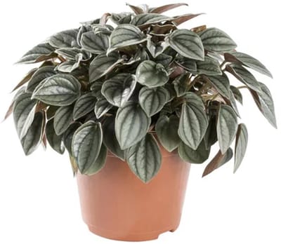 JUNAVERA Peperomia Napoli Nights | Compacte zilvergroene kamer- en terrariumplant in 7 cm pot | 10 cm hoog