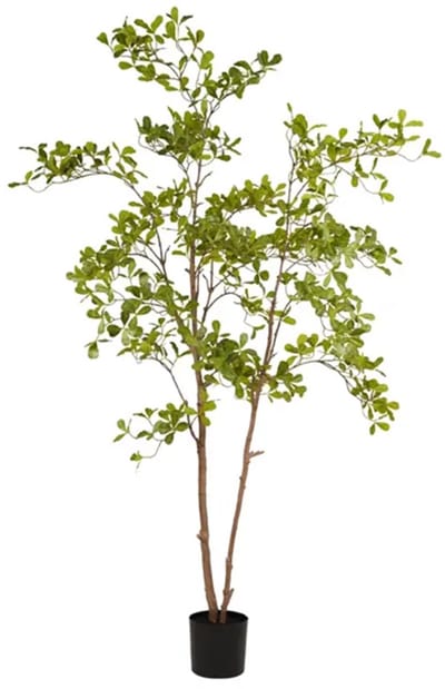 Indische amandelboom in pot l110cm groen