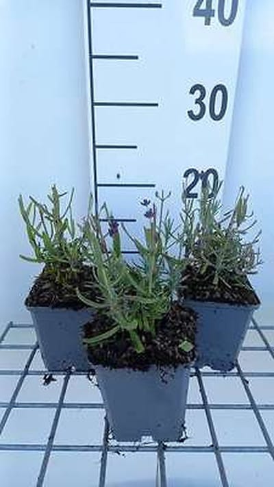 6x Lavandel - Lavandula ang. 'Superbleu' | 9x9 cm pot