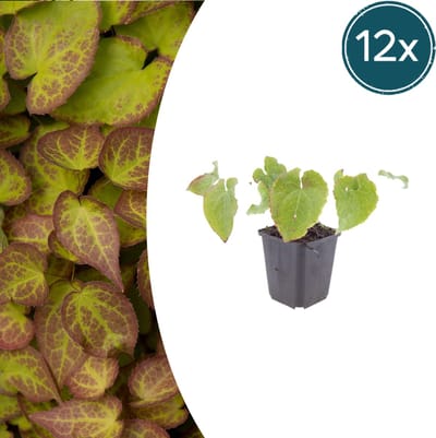 Tuinplantenshop.com | Epimedium perralc. 'Frohnleiten' | 12 stuks - Ø9cm - 10-25cm hoog - Tuinplant