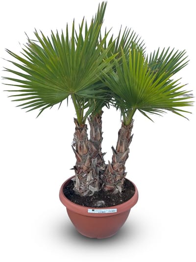 Sunny Tree - Palmboom - Washingtonia Robusta Multistam - Mexicaanse Waaijerpalm - 180 cm - Buitenplant - In decoratieve pot