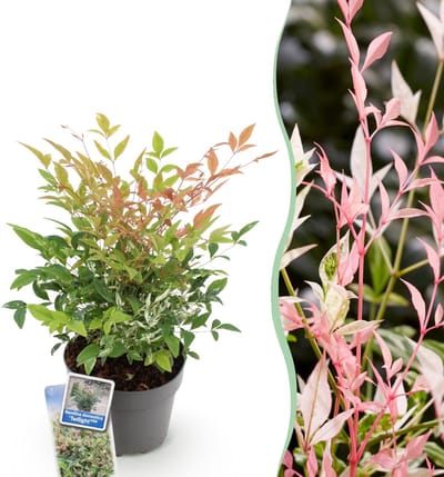 Green boutiQ - Tuinplant - Nandina Twilight - Bont & Roze - 1 Plant - Groenblijvend - Weinig Onderhoud - Pot 17cm Hoogte 35 - 45cm