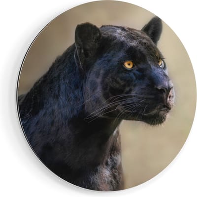 Artaza Dibond Muurcirkel Zwarte Panter Met Oranje Ogen - Ø 90 cm - Groot - Wandcirkel - Rond Schilderij - Voor Binnen en Buiten