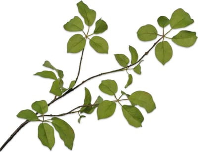 Silk-ka Kunstbloem-Zijden Bloemen Bladtak Groen 91 cm