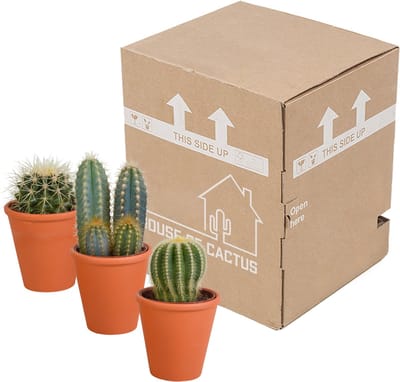 Cactus mix 8.5 cm in terracotta pot | 3 stuks