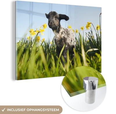 ® Glasschilderij 180x120 cm - Schilderij acrylglas - Zwart met wit lammetje tussen de gele bloemetjes - Foto op glas - Muurdecoratie woonkamer - Wanddecoratie slaapkamer - Schilderijen