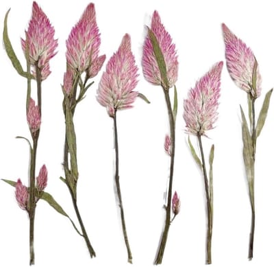 Droogbloemen - Natuurlijke bloemen - Creatief decoreren - Handgemaakte sets - 12 stuks - Roze