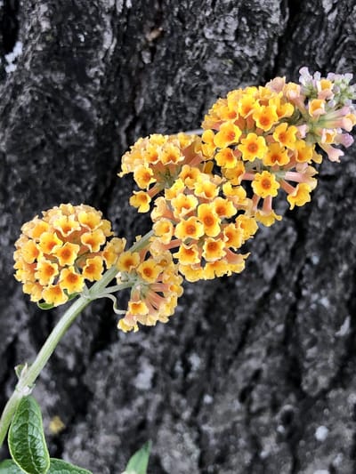 Buddleja weyeriana 'Sungold' - Vlinderstruik 40 - 60 cm in pot