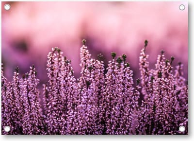 Lavendel in een lavendelveld - Tuinposter 90x60 - Wanddecoratie - Natuur - Bloemen