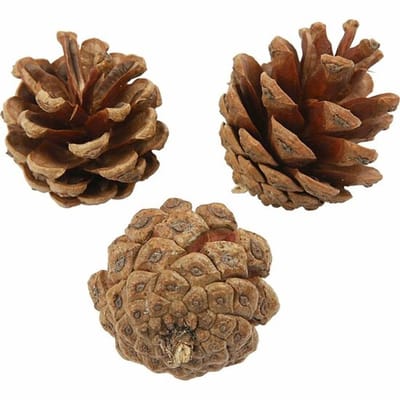 Dennenappels - Natuurlijk - 500 gr |Incl. crea gift