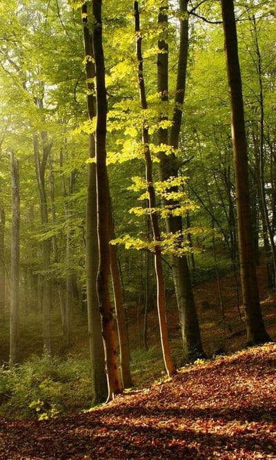 Fotobehang - Forest 150x250cm - Vliesbehang