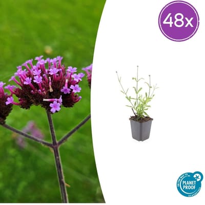Trendyplants - Verbena bonariensis 'Lollipop' - 48 stuks - IJzerhard - Winterhard - Hoogte 10-30 cm - Potmaat Ø9cm