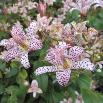 Japanse paddenlelie (Tricyrtis hirta) - Paddenlelie (Tuinorchidee / Armeluisorchidee) - Vaste planten - Snijbloemen - Bodembedekkers - Zomerbollen