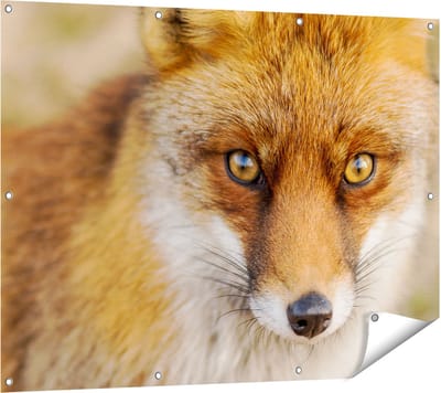 Gards Tuinposter Vossenkop met Bruine Ogen - Vos - 120x90 cm - Tuindoek - Tuindecoratie - Wanddecoratie buiten - Tuinschilderij