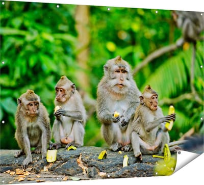 Gards Tuinposter Groep Apen Eten Bananen in het Bos - 160x120 cm - Tuindoek - Tuindecoratie - Wanddecoratie buiten - Tuinschilderij