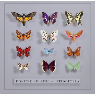 Lepidoptera - Dominik Eulberg