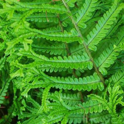 6 x Dryopteris Affinis - Goudschubvaren Pot 9x9 cm - Winterharde Schaduwvaren