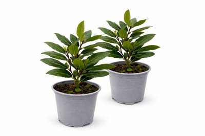 Eetbare Laurier Plant – Laurus Nobilis – 2 Stuks – Keukenlaurier – Winterhard – Groenblijvend – Kruidenplant voor Tuin en Balkon
