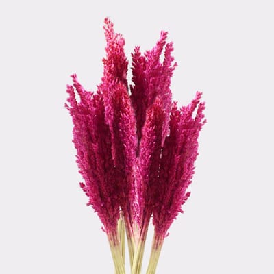 Ancient Wisdom - Kleurpoeder - Cantalgras roze - kleurstof - pigment - verf - creativiteit - ambacht - kunst