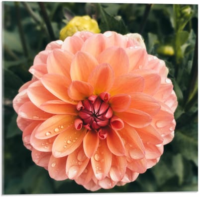 Acrylglas - Dahlia Bloem tussen Groen - 50x50cm Foto op Acrylglas (Met Ophangsysteem)