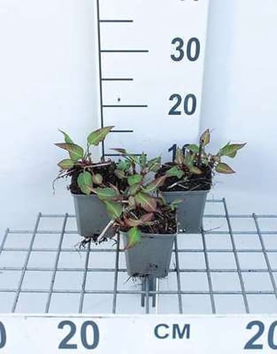 6x Duizenknoop - Persicaria ampl. 'J.s. Calor' | 9x9 cm pot