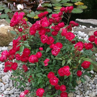 12 x Rode Trosroos - Bodembedekker Winterhard Borderplant - Rosa the Fairy 'Red' in C1.5(liter) pot met hoogte 10-20cm