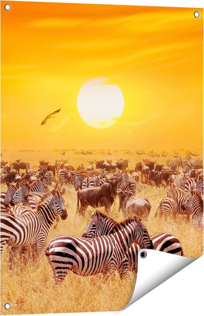 Gards Tuinposter Kudde Zebra's bij een Oranje Zonsondergang - 60x80 cm - Tuindoek - Tuindecoratie - Wanddecoratie buiten - Tuinschilderij