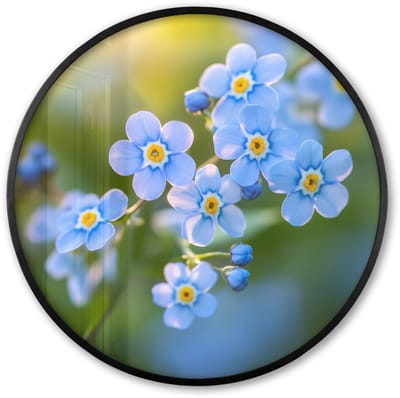 Poster in lijst Rond - Fotolijst 60x60 cm - Posters - Bloemetjes - Blauw - Vergeet mij nietjes - Ronde posterlijst zwart - Decoratie - Wanddecoratie woonkamer - Muurdecoratie slaapkamer