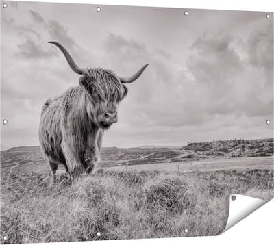 Gards Tuinposter Schotse Hooglander in de Wei - Zwart Wit - 120x90 cm - Tuindoek - Tuindecoratie - Wanddecoratie buiten - Tuinschilderij