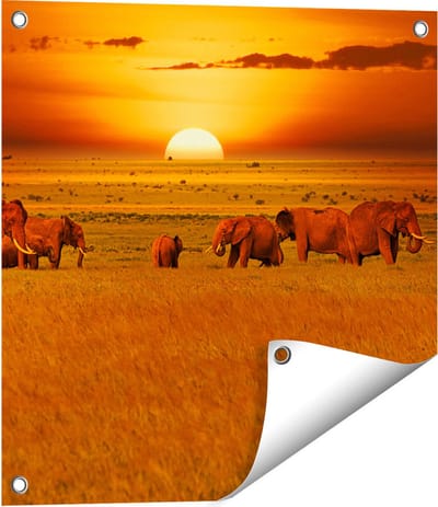 Gards Tuinposter Olifanten in het Wild - Zonsondergang - 50x50 cm - Tuindoek - Tuindecoratie - Wanddecoratie buiten - Tuinschilderij
