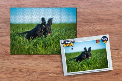 Puzzel Een zwart gekleurde Engelse cockerspaniël in het groene gras - Legpuzzel - Puzzel 500 stukjes