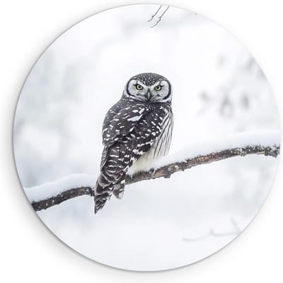 Saammp Muurcirkel Hout - Uil op tak- winter - Dieren - Ø 90 - Wandcirkel - Wanddecoratie Cirkel - muurdecoratie Woonkamer - Slaapkamer decoratie - Rond Schilderij