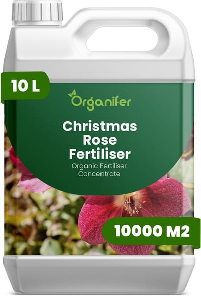 Vloeibare Meststof Voor Kerstroos 10 L Voor 10000 M2 - Npk 3-4-3 - Krachtige Groei - Knopontwikkeling - Sterke Wortels - Stevige Bloemen - Goed Gevormde Bloemen - Bladgezondheid - Rijke Bloei - Jaarrond Sierwaarde - Organifer