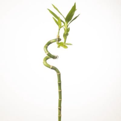 10x Sg drac.lucky bamboo 70cm