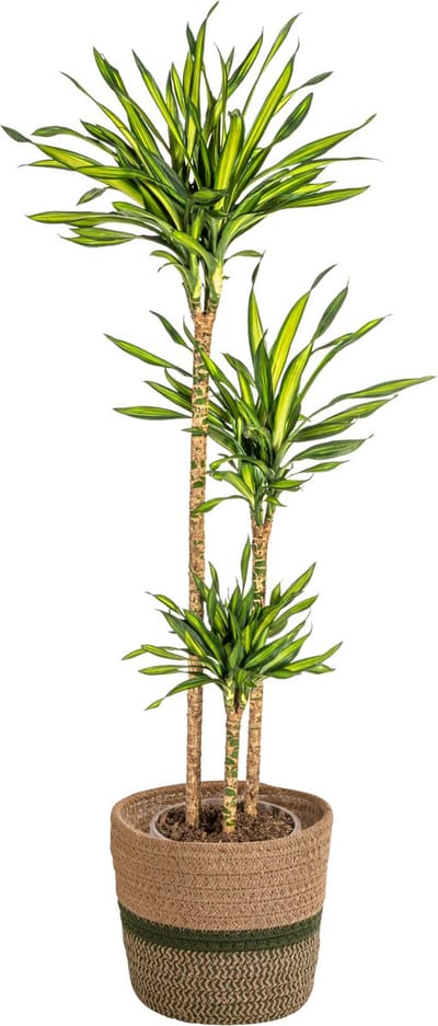 Plantenboetiek.nl | Dracaena Deremensis 'Rikki' met mand - Ø24cm - 130-150cm hoog - Kamerplant - Groenblijvend