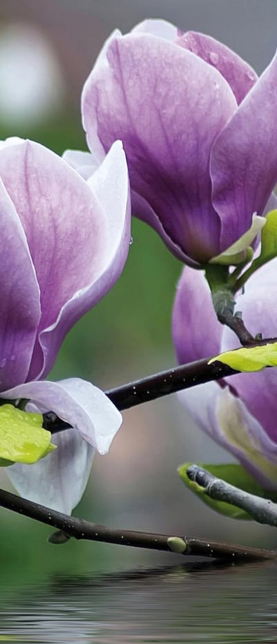 Flowers Magnolia Water Photo Wallcovering