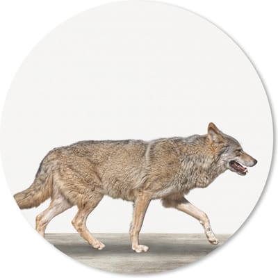 Muismat kinderen - Wolf - Wit - Dieren - Jongens - Kids - Kinderen - Muismat kinderkamer - Muismat voor jongens