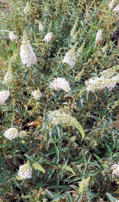 2 stuks Buddleja davidii 'White Profusion' - vlinderstruik met prachtige witte bloemen - winterhard - magneet voor bijen en vlinders