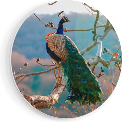 Artaza Forex Muurcirkel Pauw In De Bomen - 70x70 cm - Wandcirkel - Rond Schilderij - Wanddecoratie Cirkel - Muurdecoratie