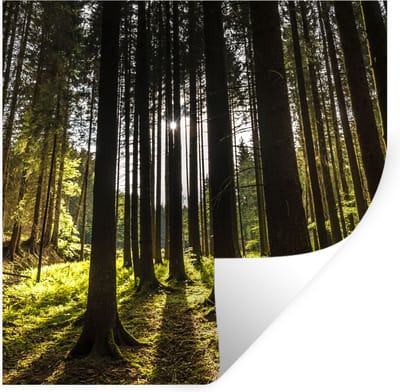 Muurstickers - Sticker Folie - Boom - Natuur - Zon - Bos - 100x100 cm - Plakfolie - Muurstickers Kinderkamer - Zelfklevend Behang XXL - Zelfklevend behangpapier - Stickerfolie