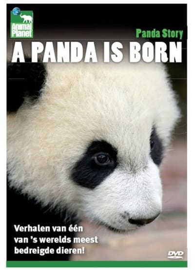 A Panda Is Born
