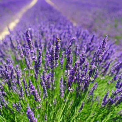 50 x Lavendel Planten Essence Purple Paars - Vaste Planten - Tuinplanten Winterhard - Lavandula angustifolia Essence Purple in C1(liter) pot met hoogte 10-20cm