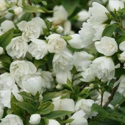 Philadelphus 'Manteau D'Hermine' - Boerenjasmijn 40-50 cm in pot