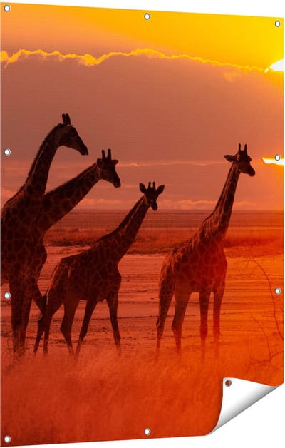 Gards Tuinposter Giraffe Kudde bij Zonsondergang - 90x120 cm - Tuindoek - Tuindecoratie - Wanddecoratie buiten - Tuinschilderij