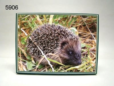 Geharo Egel Legpuzzel – 1000 Stukjes – Natuur Puzzel Europese Egel