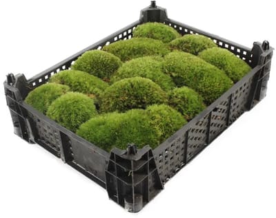 JUNAVERA Bolmos (Kussentjesmos) | Natuurlijke bodembedekker voor tuin, terrarium of decoratie | Per krat 40x30 cm | 0,24 m²