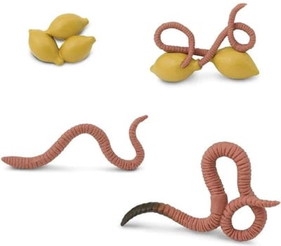 Safari Levenscyclus - Worm